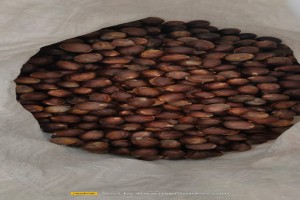 NUTMEG (INDIAN) from India